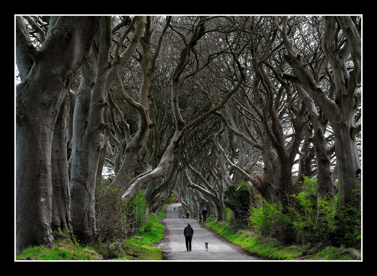 Dark Hedges